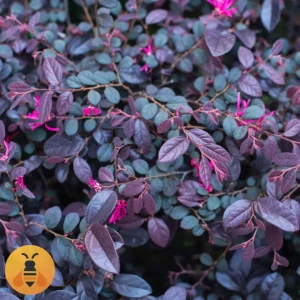 Kineska Resa, Loropetalum. Black Pearl. Rasadnik Maja.