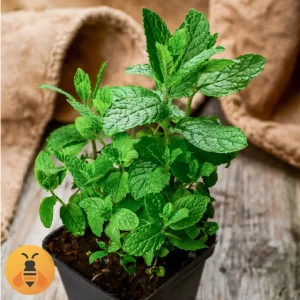 Prodaja Sadnica Nane Mojito. Rasadnik Maja.