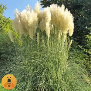 Prodaja sadnica Pampas Trave. Rasadnik Maja.