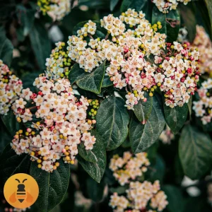 Zimzeleni Viburnum. Rasadnik Maja.