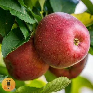 Jabuka-Crveni-Delišes2 Sadnice jabuke Crveni Delišes.