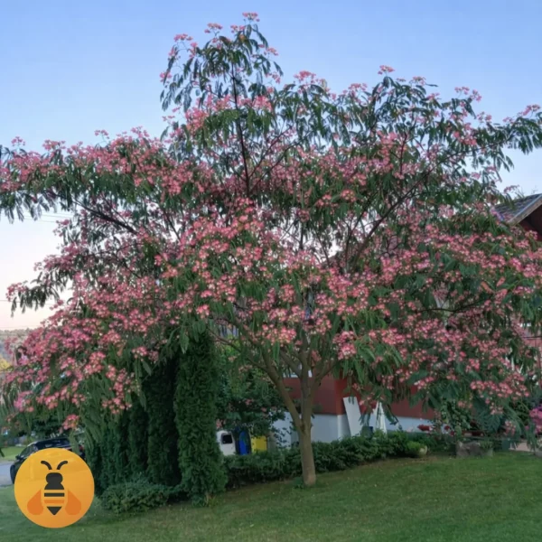 Kineska-Mimoza-Albicija Sadnice Kineske Mimoze Albicije. Rasadnik Maja.