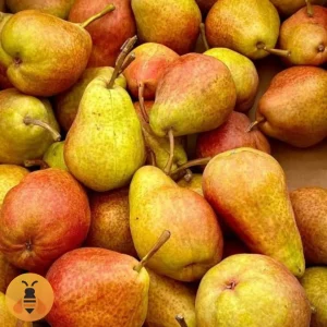 Kvalitetne sadnice Kruške Karamanke.