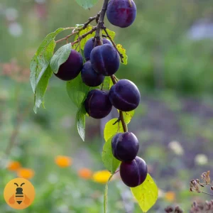 Prodaja sadnica grose felicija.