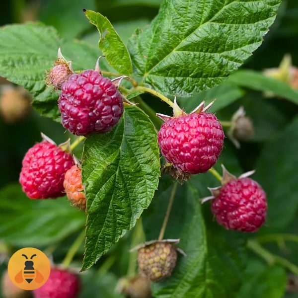 Malina Polana Sadnice Maline Polane.