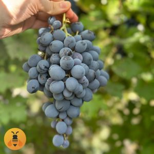 Moldova-Neprskanac Vinova Loza Moldava.