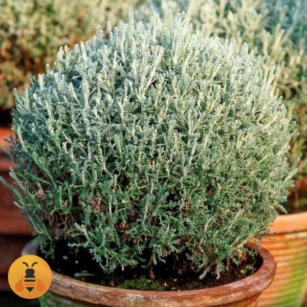 Santolina PamucnaLavanda Santolina Pamucna Lavanda Sadnice.