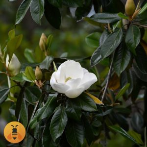Zimzelena Magnolija Prodaja Zimzelene Magnolije.