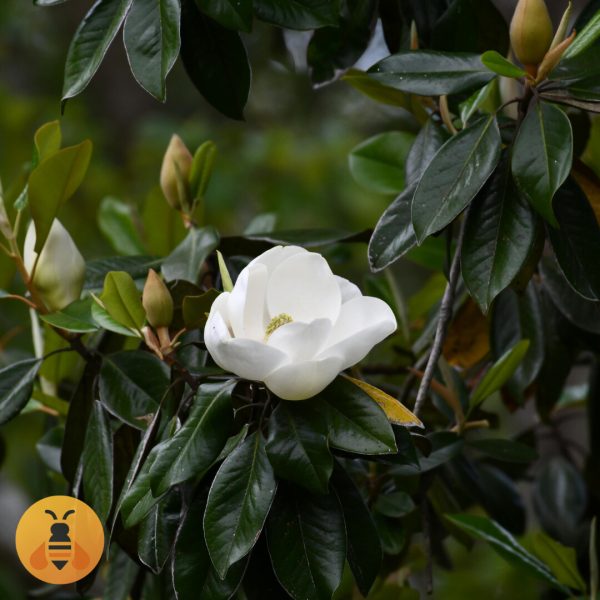 Zimzelena Magnolija Prodaja Zimzelene Magnolije.