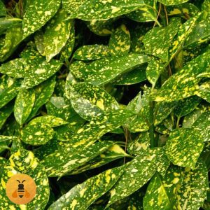Aucuba japonica Sadnice Aucube Japonica.