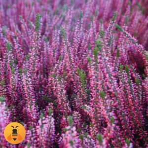 Sadnice Roze Erike