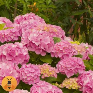 Sadnice Roze Krupnocvetne Hortenzije.