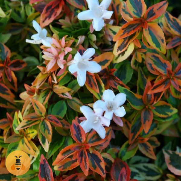 Abelia kaleidoscope Abelia kaleidoscope.