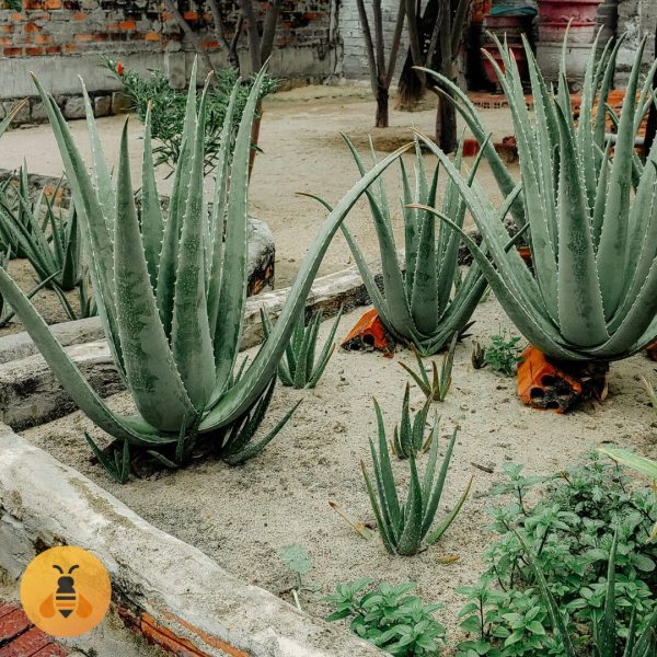 Sadnice AloeVere.