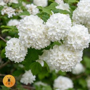 Viburnum opulus - snežna grudva Viburnum Opulus